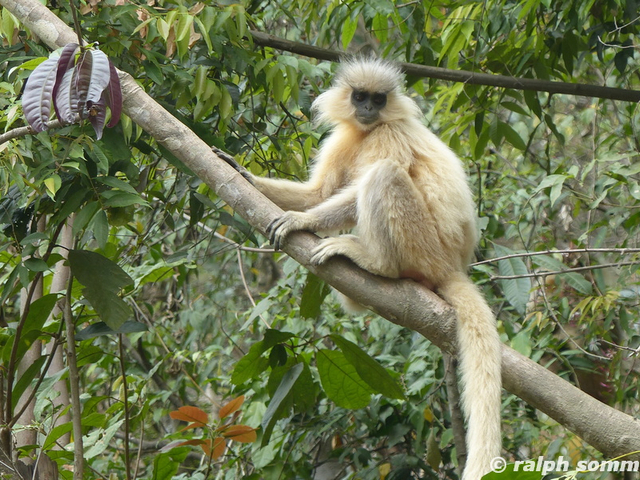 Gold Langur