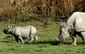 Rhinozeros Nationalpark Manas Bhutan