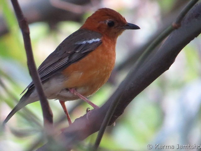 orange headed thrush
