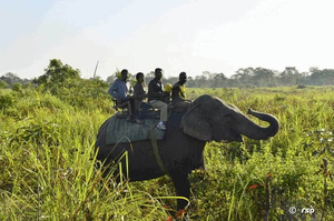 Elefantenritt im Kaziranga Nationalpark