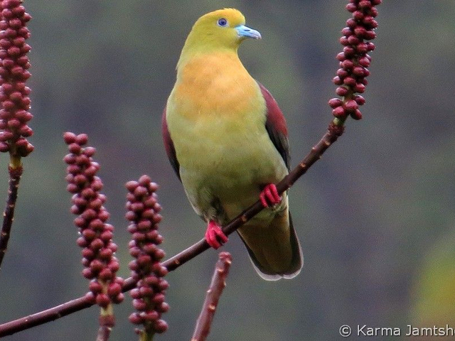 wedge tailed green pigeon