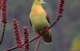wedge tailed green pigeon