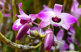 Orchidee
