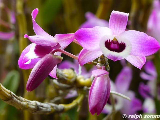 Orchidee