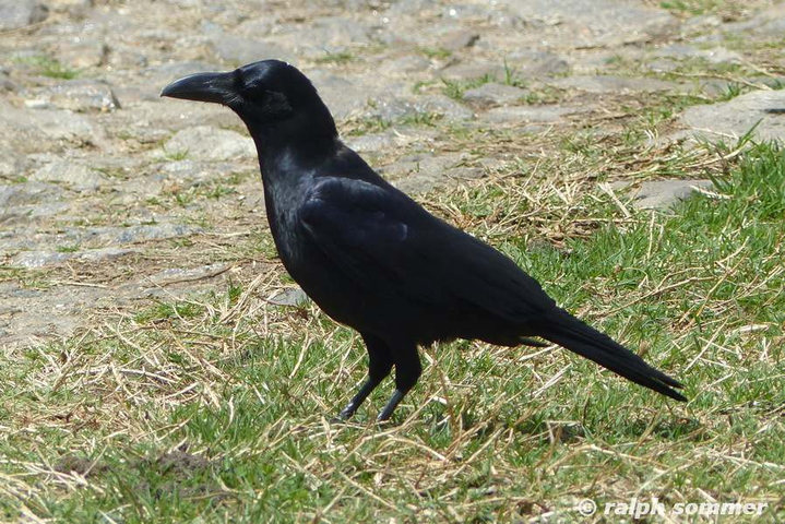 black billed crow