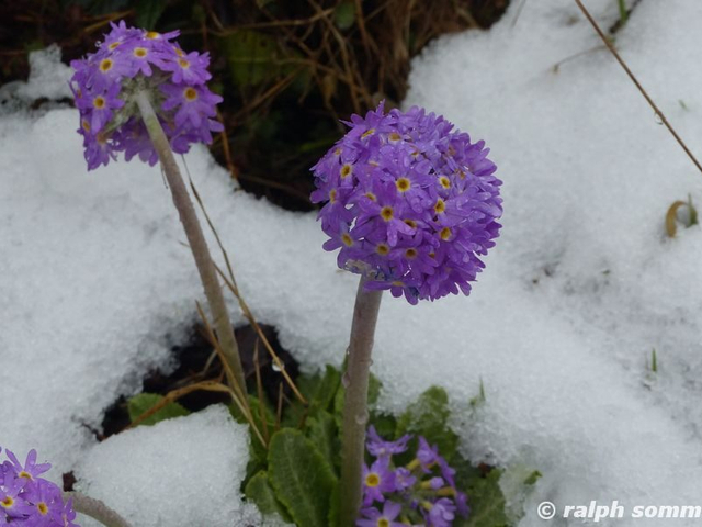 Primel im Schnee