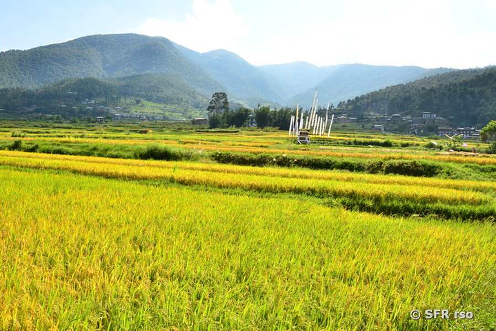 Reislandschaft Punakha Tal