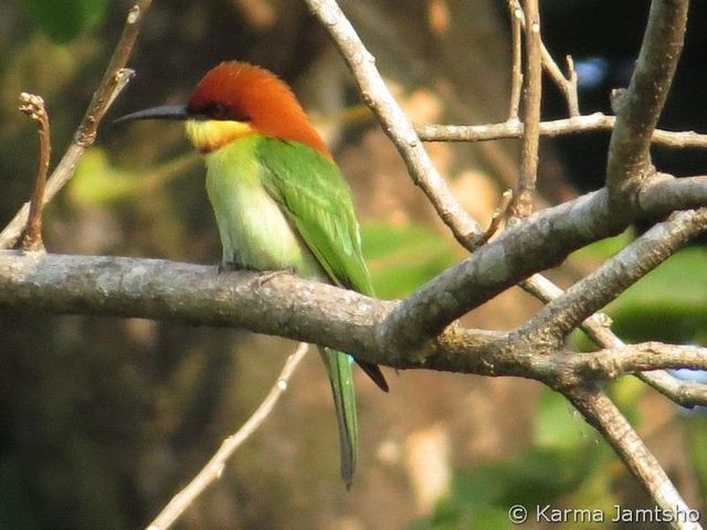 chestnut headed bee eater