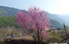 Pfirsichbaum in Bhutan
