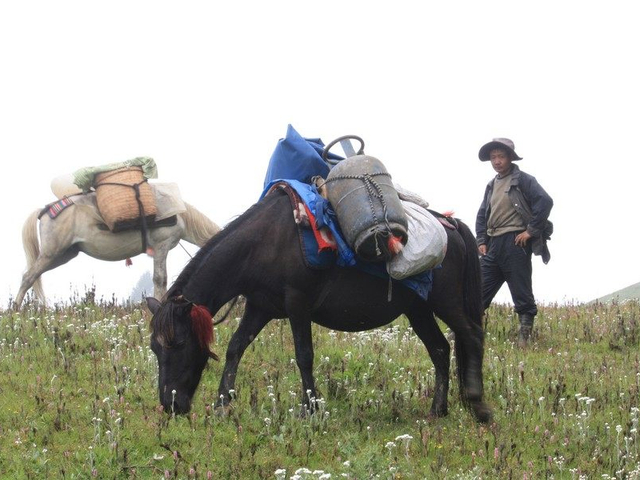 Packpferde beim Trekking