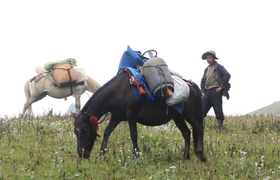 Packpferde beim Trekking