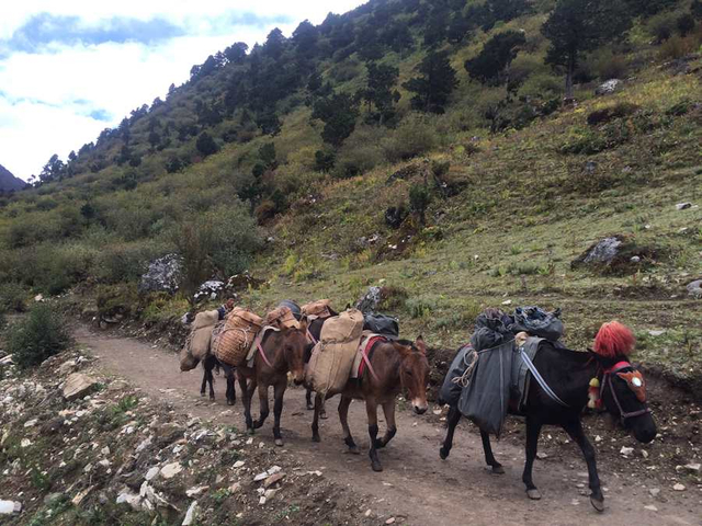 Packtiere beim Trekking