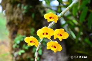 gelbe Orchidee in Bhutan
