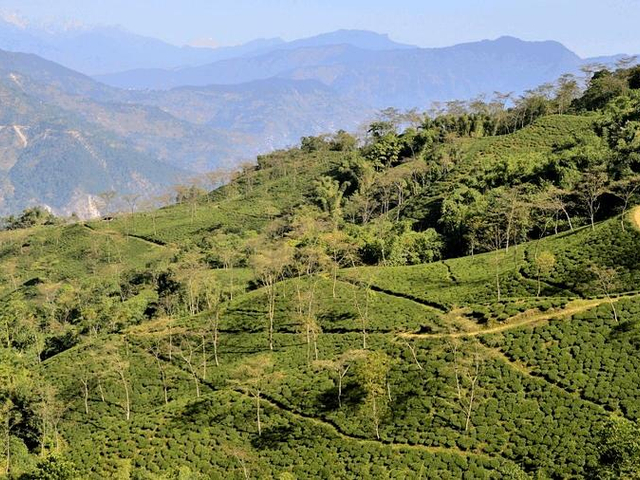 Teeplantagen Hang bei Darjeeling