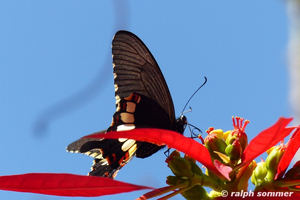 Schmetterling Menelaides Polytes Papilionidae auf einer Blüte