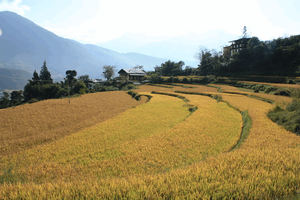 Reisfeld in Bhutan