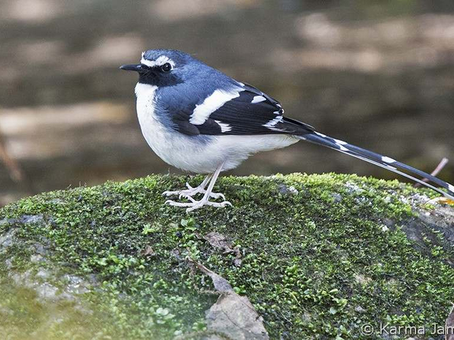 slaty backed forktail