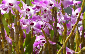 Vanda Orchideen