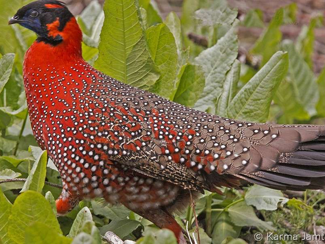 satyr trogopan