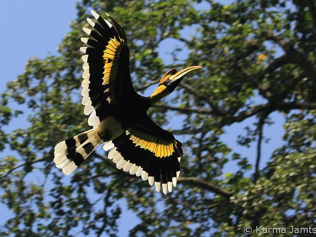 great hornbill