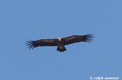 Himalaya vulture