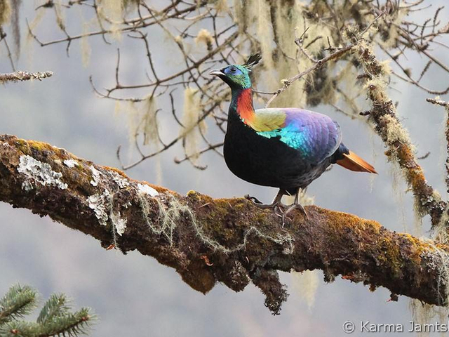 himalayan monal