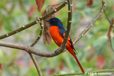 Ornithologische Reisen und Vogelbeobachtung in Bhutan