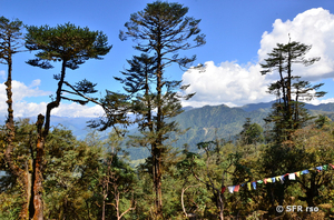 Wald in Bhutan