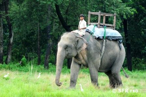 Elefant im Chitwan Nationalpark