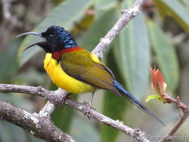 green tailed sunbird