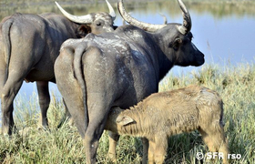 Büffel im Nationalpark