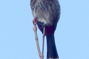 red vented bulbul