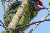 golden throat barbet 