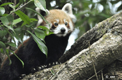 Roter Panda auf Baum