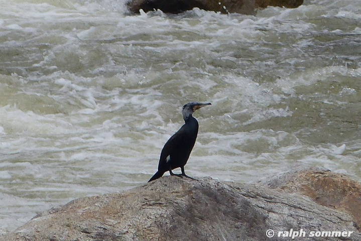 great cormoran